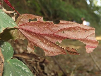 Begonia lukuana, photographed by chiuluan