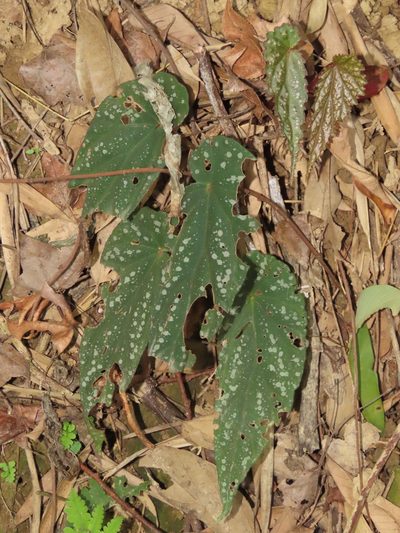 Begonia lukuana, photographed by chiuluan