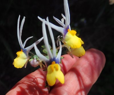Nemesia cheiranthus, photographed by Peter Warren