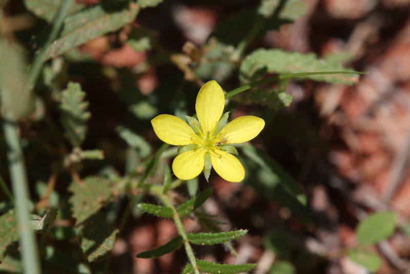 Tribulopis angustifolia, photographed by Hugo Innes