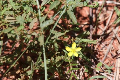 Tribulopis angustifolia, photographed by Hugo Innes
