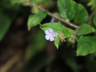 Thyrocarpus sampsonii, photographed by chiuluan