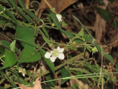 Rubus croceacanthus, photographed by chiuluan