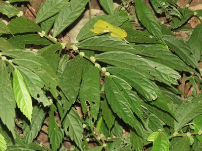 Elatostema lineolatum, photographed by chiuluan