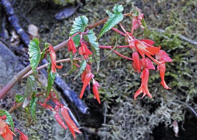 Begonia boliviensis, photographed by Hugo Hulsberg