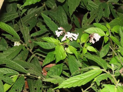 Ophiorrhiza japonica, photographed by chiuluan