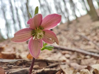 Helleborus purpurascens, photographed by xulescu_g