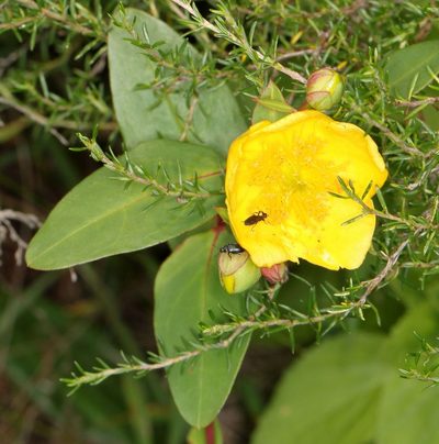 Hypericum forrestii, photographed by Alan Manson