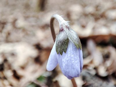 Hepatica transsilvanica, photographed by xulescu_g