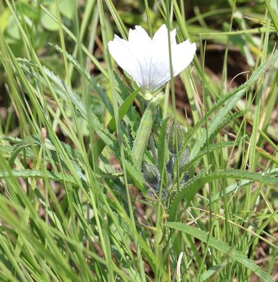 Monsonia attenuata, photographed by Alan Manson