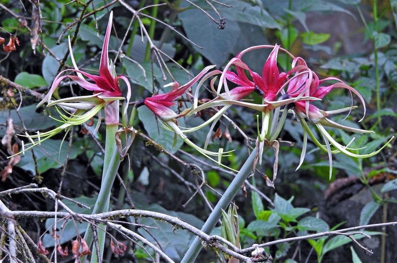 Hippeastrum cybister, photographed by Hugo Hulsberg