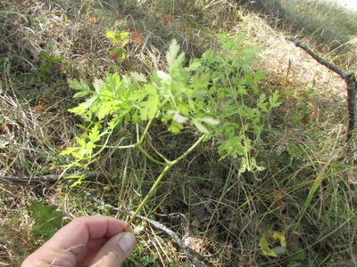 Peucedanum oreoselinum, photographed by Татьяна Горбушина