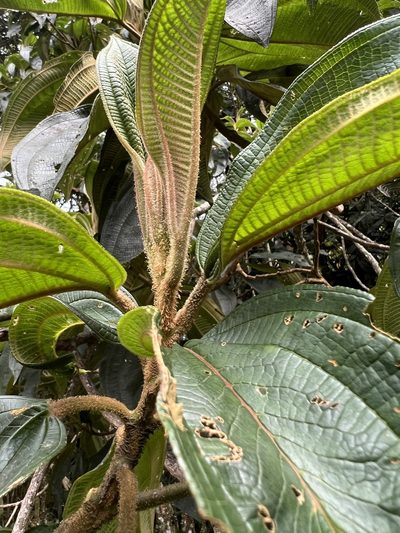 Miconia plethorica, photographed by Nicolás Baresch Uribe
