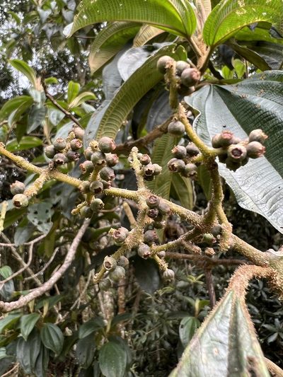 Miconia plethorica, photographed by Nicolás Baresch Uribe