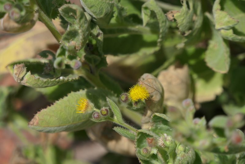 Blumea eriantha, photographed by Dinesh Valke