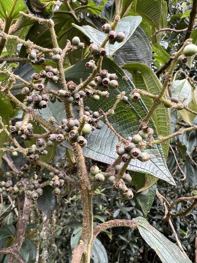 Miconia plethorica, photographed by Nicolás Baresch Uribe