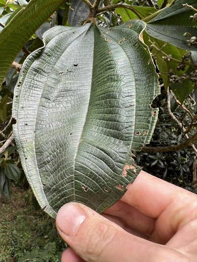 Miconia plethorica, photographed by Nicolás Baresch Uribe