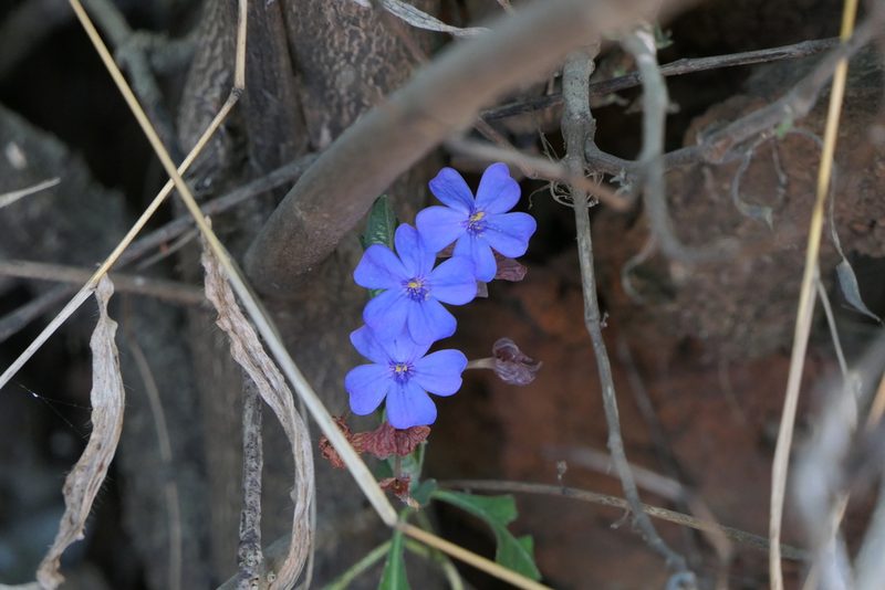 Eranthemum roseum, photographed by Dinesh Valke