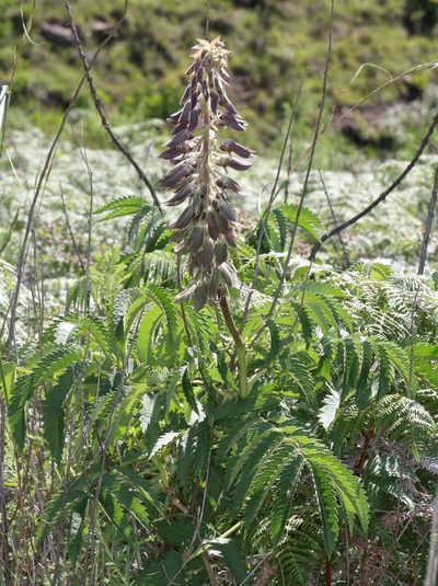 Melianthus villosus, photographed by Alan Manson