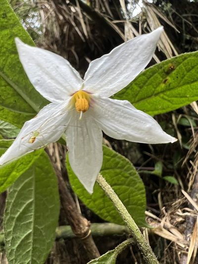 Lycianthes acutifolia, photographed by Nicolás Baresch Uribe