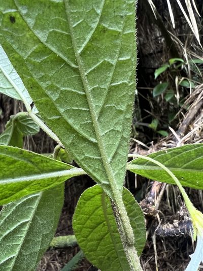 Lycianthes acutifolia, photographed by Nicolás Baresch Uribe