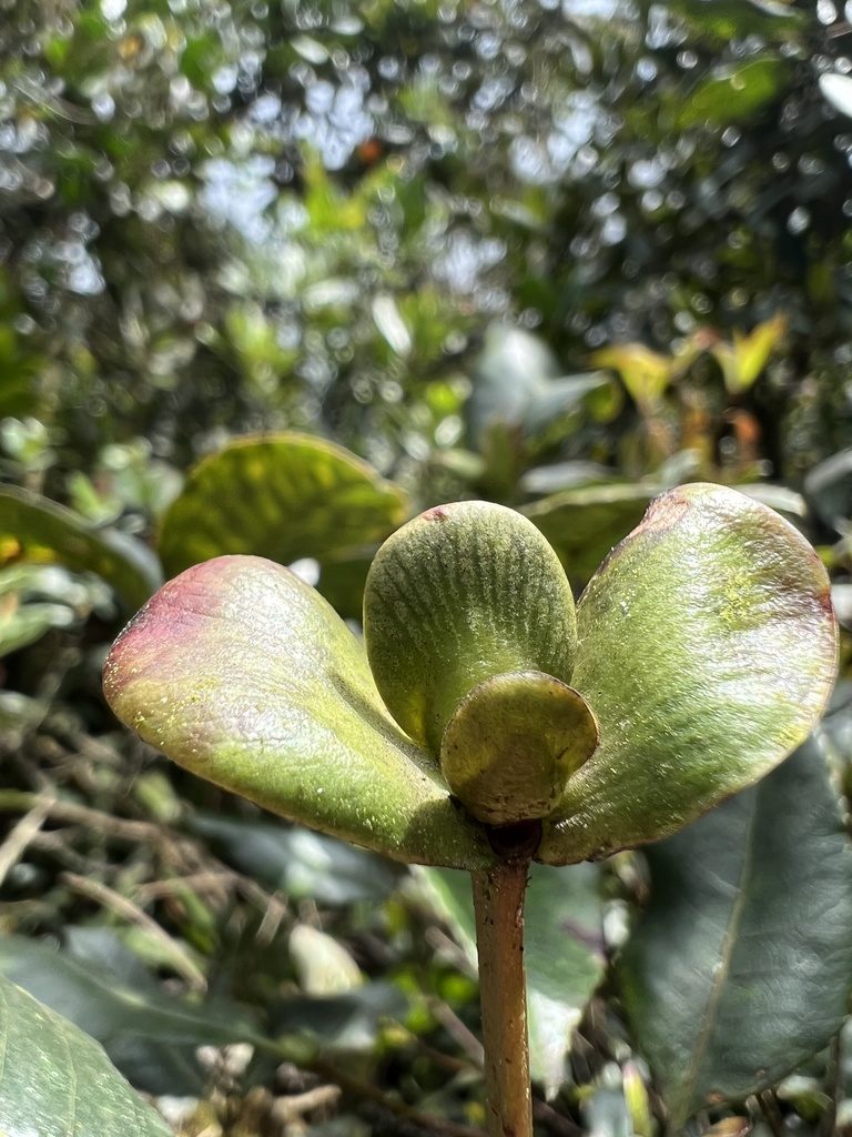 Weinmannia balbisiana, photographed by Nicolás Baresch Uribe