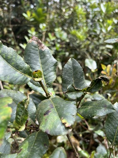 Weinmannia balbisiana, photographed by Nicolás Baresch Uribe