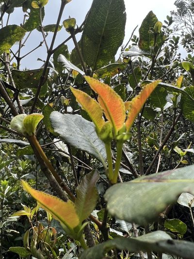 Weinmannia balbisiana, photographed by Nicolás Baresch Uribe