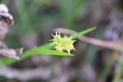 Cenchrus spinifex, photographed by Lauu