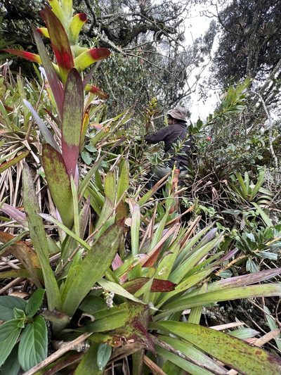 Guzmania squarrosa, photographed by Nicolás Baresch Uribe