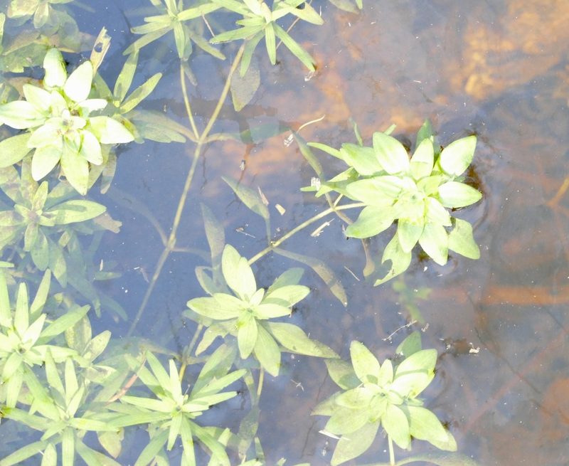 Callitriche obtusangula, photographed by Jean-Paul Boerekamps