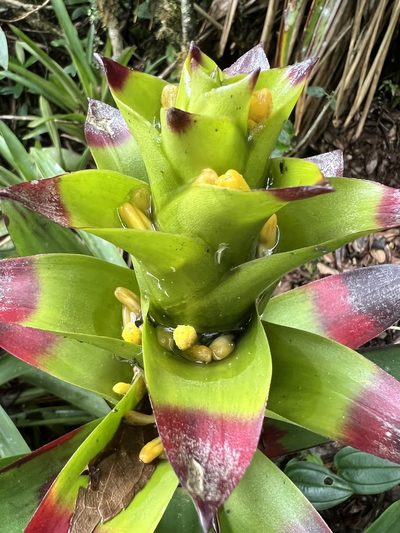 Guzmania squarrosa, photographed by Nicolás Baresch Uribe