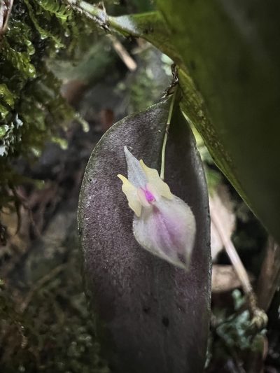 Lepanthes dunstervilleorum, photographed by Nicolás Baresch Uribe