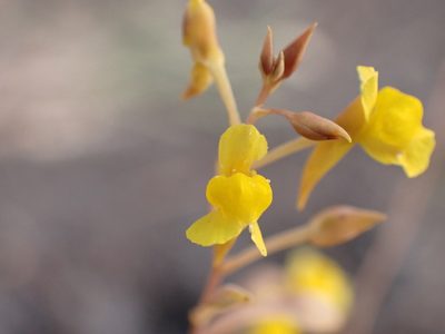 Utricularia odorata, photographed by luluchouette