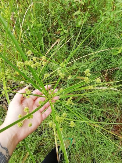 Cyperus rigens, photographed by Agustina Medina