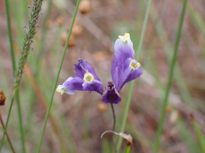 Burmannia disticha, photographed by luluchouette