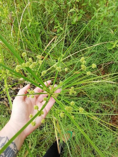 Cyperus rigens, photographed by Agustina Medina