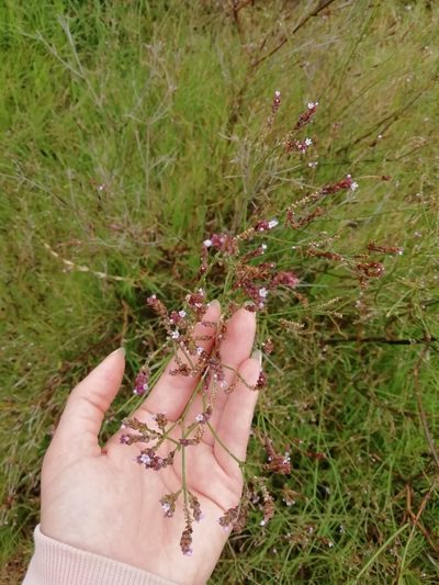 Verbena montevidensis, photographed by Agustina Medina