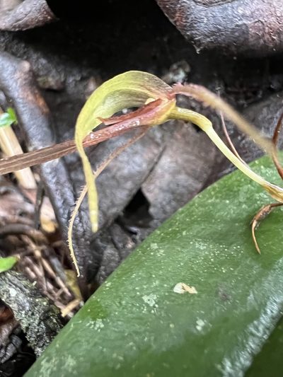 Pleurothallis killipii, photographed by Nicolás Baresch Uribe