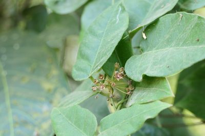Vincetoxicum dalzellii, photographed by Dinesh Valke