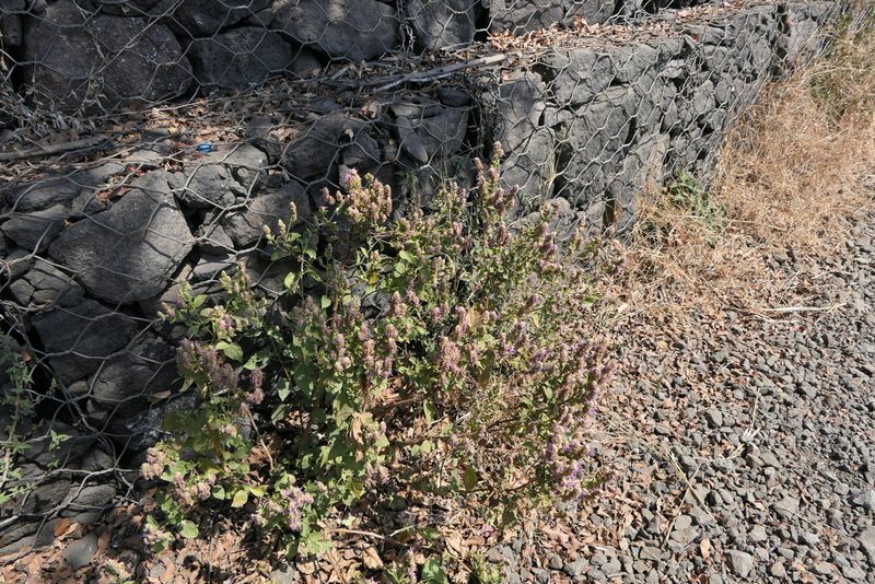 Pogostemon benghalensis, photographed by Dinesh Valke