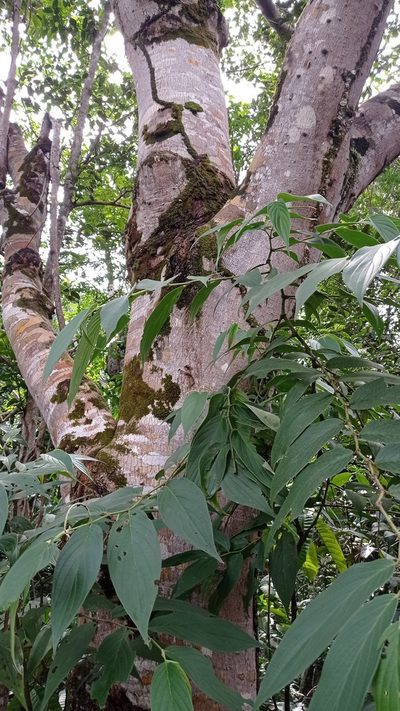 Anacardium braziliense, photographed by Diogo Luiz