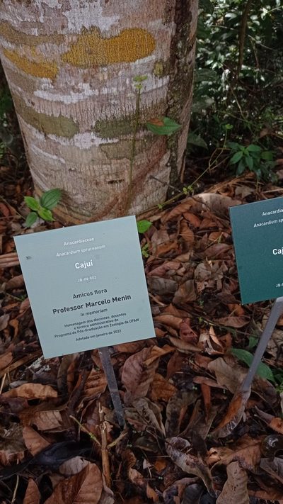 Anacardium braziliense, photographed by Diogo Luiz