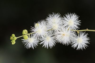 Mimosa bimucronata, photographed by Frank Thomas Sautter