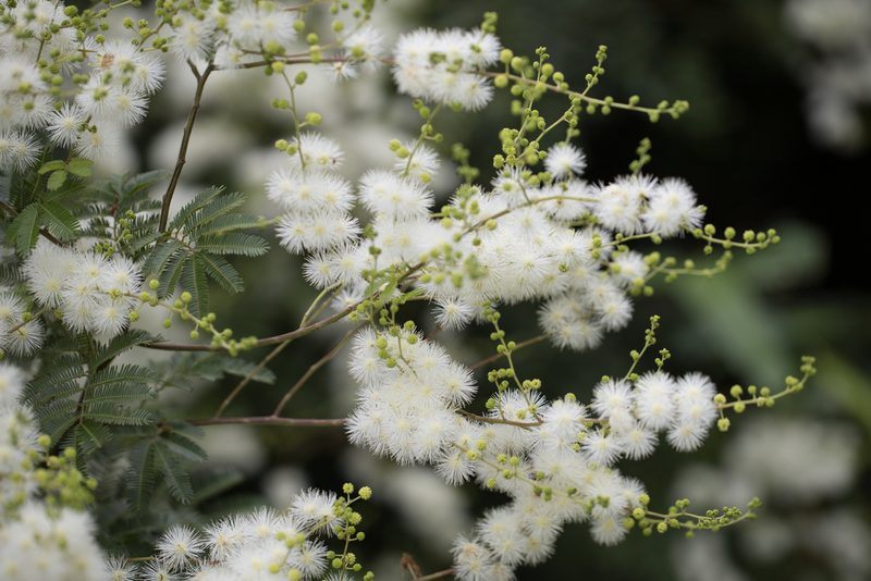 Mimosa bimucronata, photographed by Frank Thomas Sautter
