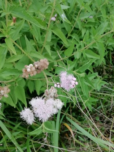 Barrosoa candolleana, photographed by Agustina Medina