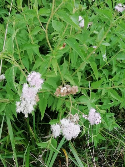 Barrosoa candolleana, photographed by Agustina Medina