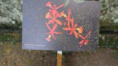 Epidendrum macrocarpum, photographed by Diogo Luiz