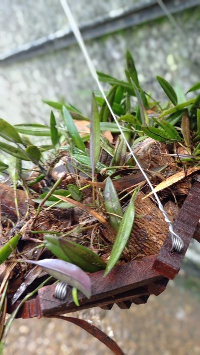 Epidendrum macrocarpum, photographed by Diogo Luiz