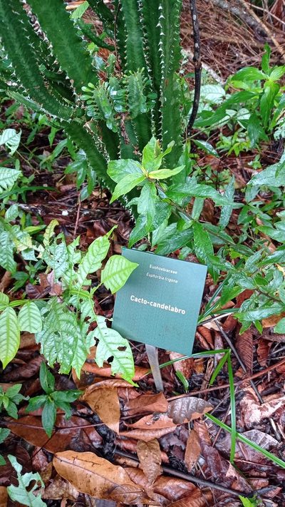 Euphorbia trigona, photographed by Diogo Luiz